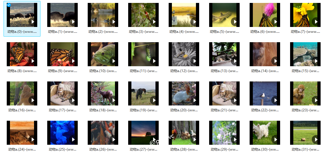 蝴蝶、鸟、鱼各种动物细节拍摄 - 短视频素材82个()-默认栏目