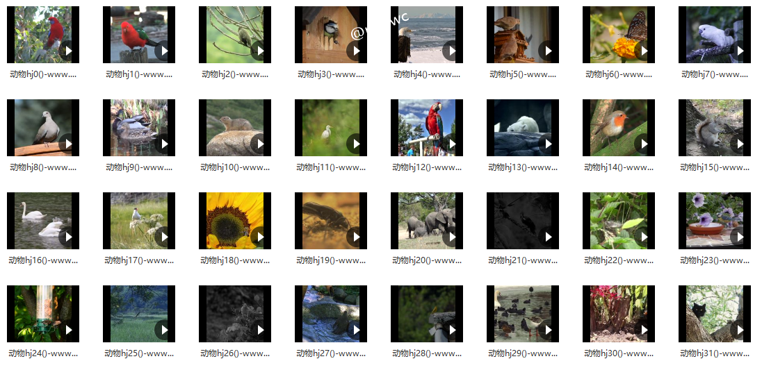 各种动物细节实拍 - 短视频素材185个()-默认栏目