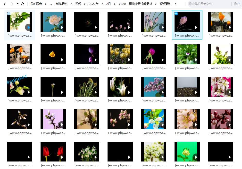 植物/花朵/草木/春天盛开发芽过程延时高清实拍 - 视频素材80个 - 网盘打包下载()-默认栏目