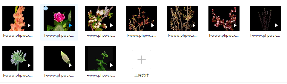 植物/花朵/草木/春天盛开发芽过程延时高清实拍 - 视频素材80个 - 网盘打包下载(4)-默认栏目