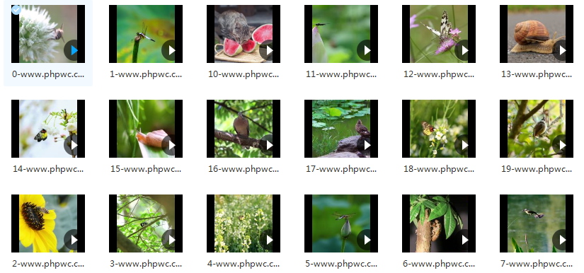 夏季小动物镜头特写视频-视频素材20个无水印-网盘打包下载()-默认栏目